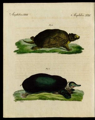 Schildkröten der süssen Gewässer.