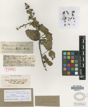 Rubus grisebachii Focke