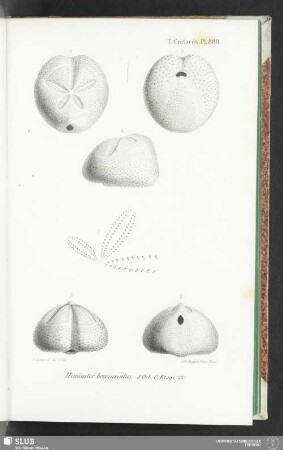 Pl. 888