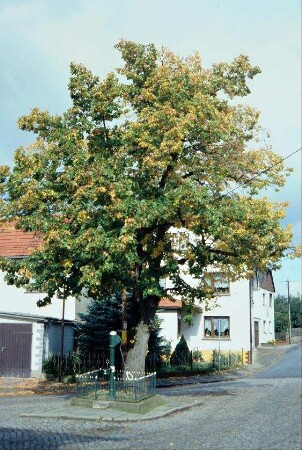 Dorfplatz mit großer Linde und grüner Pumpe