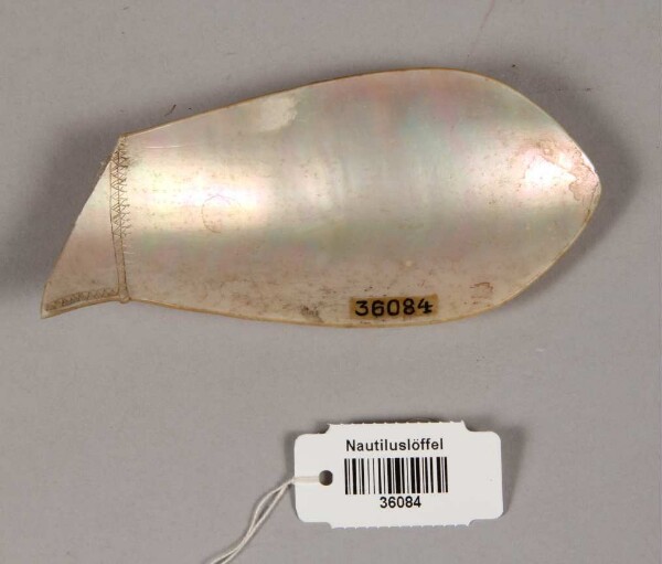 Nautilus spoon