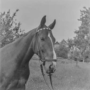 Reiter Strehla : Strehla. Pferd