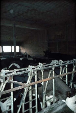 Fotografie: Milchviehhaltung, Futtervorlage, Futtertisch, Fangfressgitter