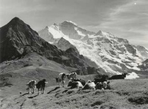 Alm mit Kühen vor dem Jungfau-Massiv