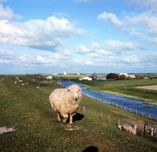 Hamburger Hallig. Schafe : Hamburger Hallig. Schaf auf dem Deich