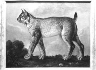 Luchs : Luchs. Öl? auf Holz (wohl 1630/1684; C. Schiebling und C. Wiebel zugeschrieben). Radebeul, Hoflößnitz, Berg- und Lusthaus, Berg- und Lusthaus, Wohnraum des Kurfürsten