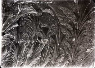 Eisblumen
