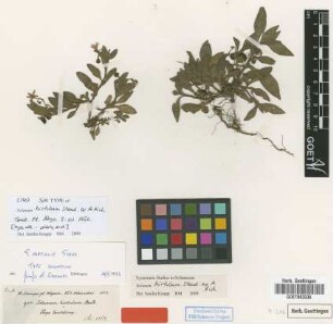 Solanum hirtulum Steud. ex A.Rich. [type]