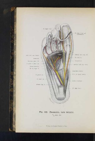Fig. 122. Fusssohle, tiefe Schicht.