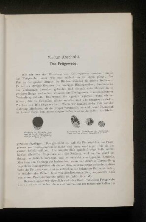 Vierter Abschnitt. Das Fettgewebe.