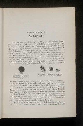 Vierter Abschnitt. Das Fettgewebe.