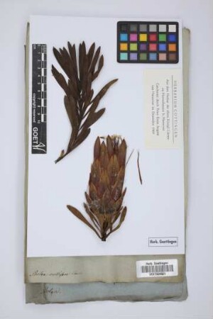 Protea mellifera Thunb.