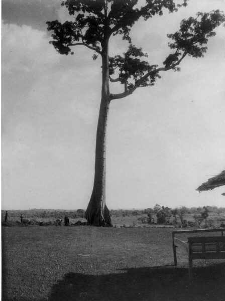 Kapokier près de Yaoundé