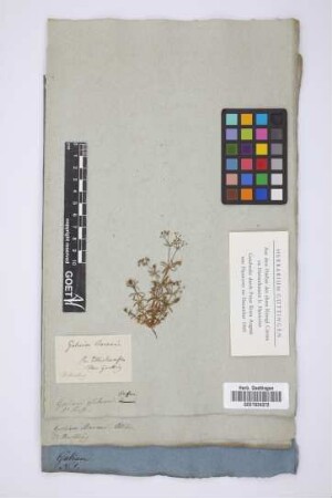 Galium Bocconii Allion
