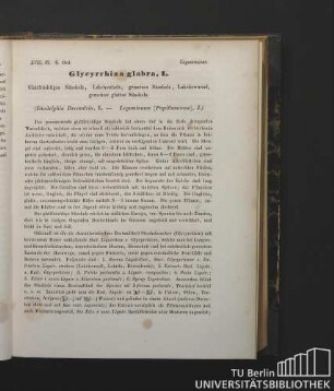 Leguminosae. Glycyrrhiza glabra, L. Glattfrüchtiges Süssholz, Lakrizenholz, gemeines Süssholz, Lakritzwurzel, gemeines glattes Süssholz. (Diadelphia Decandria, L. - Leguminosae [Papilionaceae], J.)