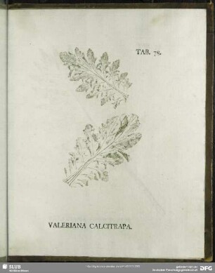 Tab. 78. Valeriana Calcitrapa. (Baldrian)