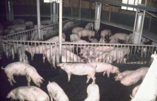 Fotografie: Fütterungstechnik, Futtervorlage, Mastschwein, Trockenfütterungsanlage, Vollspaltenboden