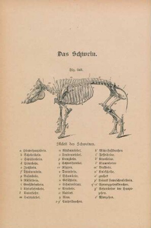 Fig. 343. Skelett des Schweines