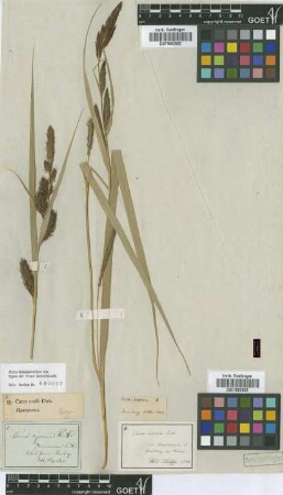 Carex crassa Ehrh. [isotype]