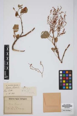 Rumex lunaria L.