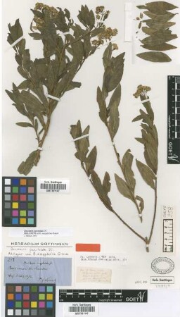 Baccharis amygdalina Griseb. [holotype]