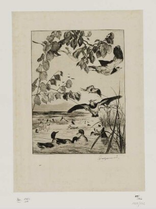 Enten und Kiebitze