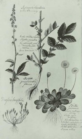 Pflanzenhandschrift: Kleiner Odermennig - Agrimonia :oupatoria L., Langblättriger Sonnentau-Drosera anglica HUDS, Mehrjähriges Gänseblümchen, Maßliebchen - Bellis perennis L,