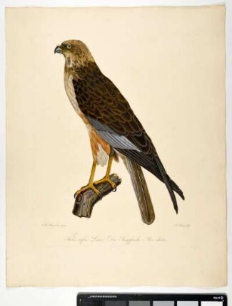 Falco Rufus. Linn: Die Sumpfweihe. Mas. adultus. - Rohrweihe. Circus aeruginosus; mas. - Zeichner: Johann Mathias Hergenröder; Stecher: Johann Carl Bock