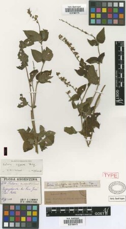 Salvia tiraquensis Briq.