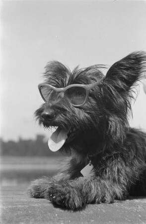 Hund mit Sonnenbrille