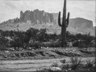 Carnegiea gigantea : Ein Kaktus der Gattung Carnegiea gigantea in einer Landschaft in Arizona