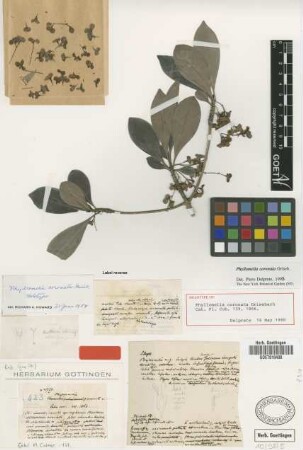 Phyllomelia coronata Griseb.