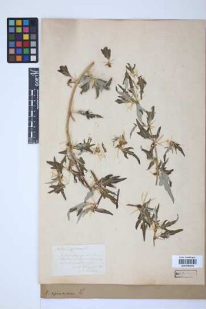 Xanthium spinosum L.