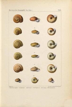 Iconographie der Land- und Süsswasser-Mollusken : mit vorzügl. Berücksichtigung d. europäischen noch nicht abgebildeten Arten. Tafelbd., NF, 1. 1884
