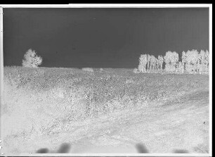 Staustufe Garstadt. Versumpfte Wiesen am Unkenbach bei Heidenfeld. Rechts im Bild bei der Pappelreihe ist die Kraftwerk-Zufahrtsstraße von Heidenfeld nach Garstadt.