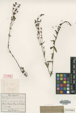 Hypericum carinatum Griseb. [type]