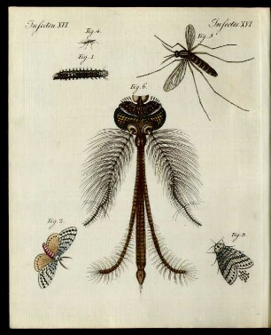 Schädliche Insecten.