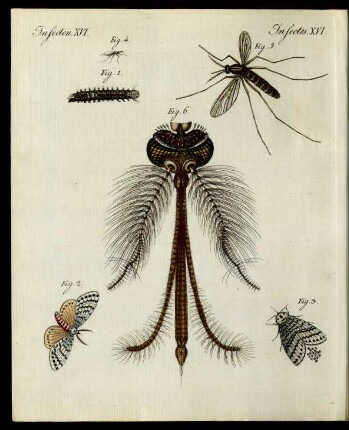 Schädliche Insecten.