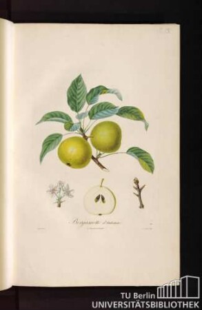 Pl. IX. Bergamotte d'automne.