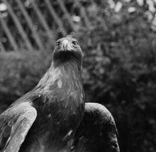 Zootiere. Steinadler im Tierpark Berlin-Friedrichsfelde