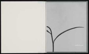 Mappe Karl Blossfeldt: Pflanzenformen II. Edition Griffelkunst : Karl Blossfeldt: Pflanzenformen. Edition Griffelkunst. Mappe aus grauem Karton mit dunkelblauem Rücken, darin sieben Handvergrößerungen auf Silbergelatinepapier vom Originalnegativ aus dem Nachlass in der Deutschen Fotothek, 8-seitiges Begleitheft mit einem Text von Jens Bove. Einmalige Auflage für die Griffelkunst Hamburg, 2016, H 31,7 x B 26,3 x D 2,5 cm. Dresden: SLUB/DF 2024.D.2