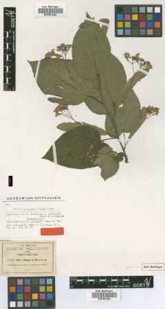 Tilia mexicana Schltdl. f. pringlei Rose ex V.Engl. nom. illeg.[syntype]