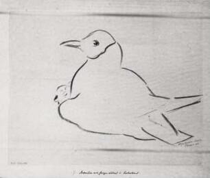 Lachmöwe mit Jungem, ruhend und beobachtend. Kohlezeichnung (1932; E. Richter). Dresden-Südvorstadt, Eisenstuckstraße, Atelier der Künstlerin