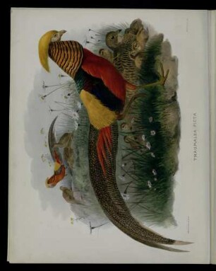 [Plate XV.] Thaumalea picta