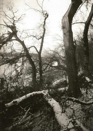 Pillnitzer Elbinsel. Vegetation