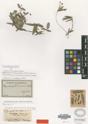 Stigmaphyllon sericeum C.Wright ex Griseb. [holotype]