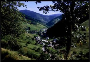 Münstertal, Untermüstertal: vom Rundweg auf neue Mühle, Vordergrund Bäume