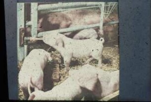 Fotografie: Sauenhaltung, Abferkelstall, Abferkelbucht, Einstreu, Nippeltränke