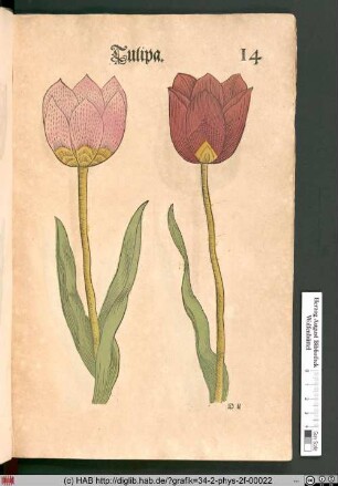 Tulipa [Tulpen].