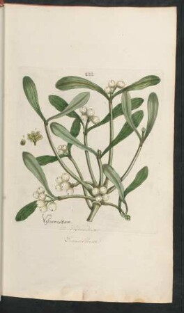 222. Viscum album